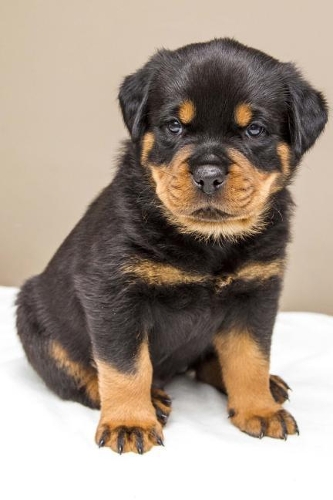Rottweiler Posing for a Picture Journal