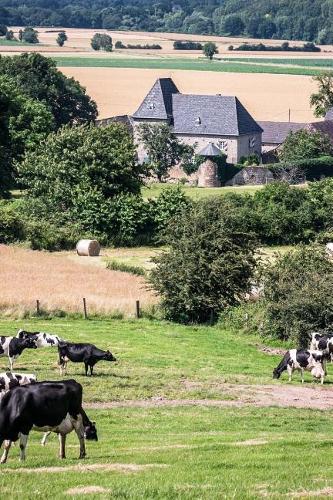 Dairy Cow Farm in the Countryside of Germany Journal