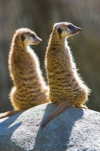 Two Meerkats in the Sun Journal