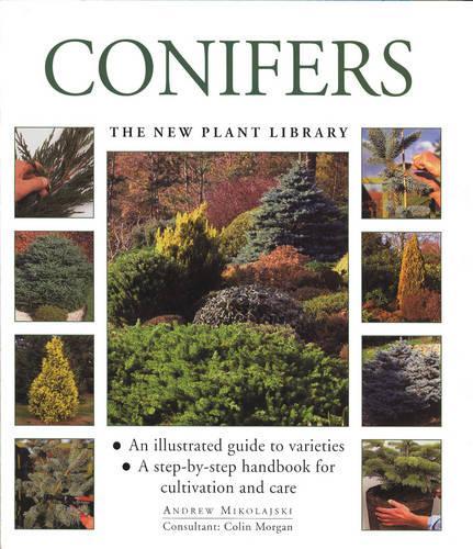 Conifers