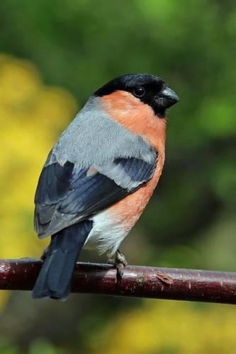 Bullfinch Perched on a Twig: Blank 150 Page Lined Journal for Your Thoughts, Ideas, and Inspiration(English)