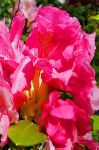 Pretty Pink Summer Flowers 2019 Daily Planner 384 Pages