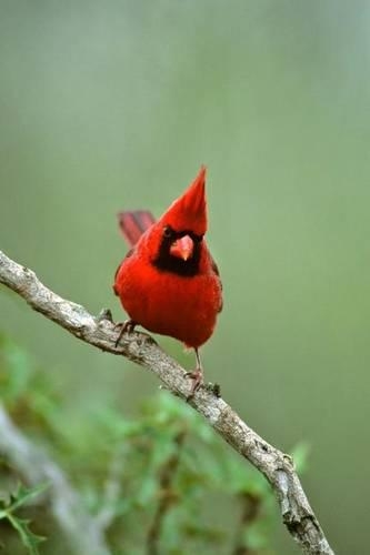 Red Male Northern Cardinal Bird Journal: 150 Page Lined Notebook/Diary(English)