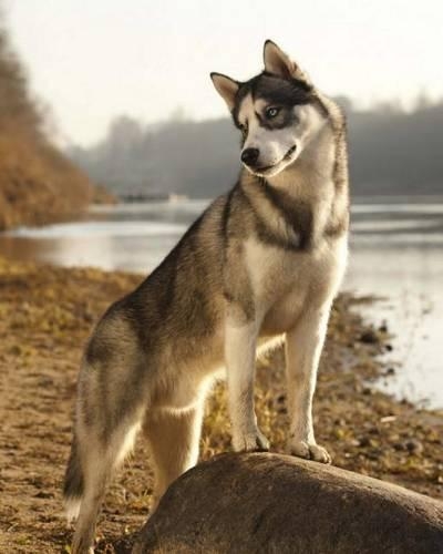 Siberian Husky