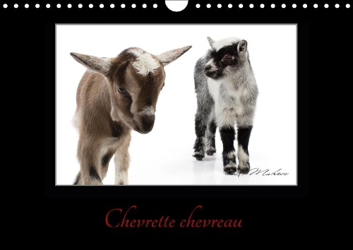 Chevrette chevreau 2018