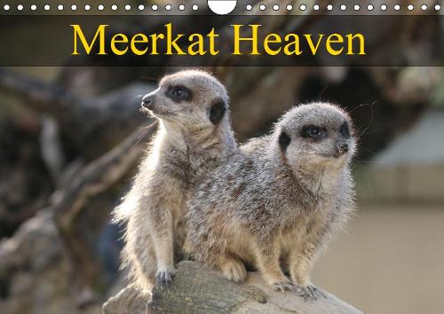 Meerkat Heaven 2019: Meerkats basking in the morning sunshine(Calvendo Animals)