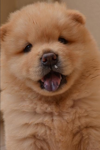 Chow Chow