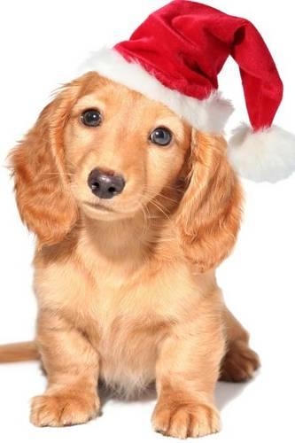Miniature Dachshund Puppy in a Santa Hat