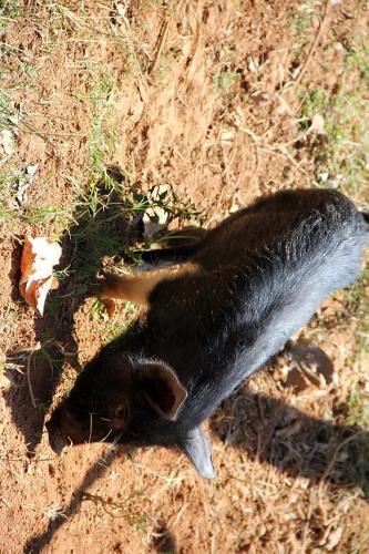 Cute Little Black Pig Piglet Journal