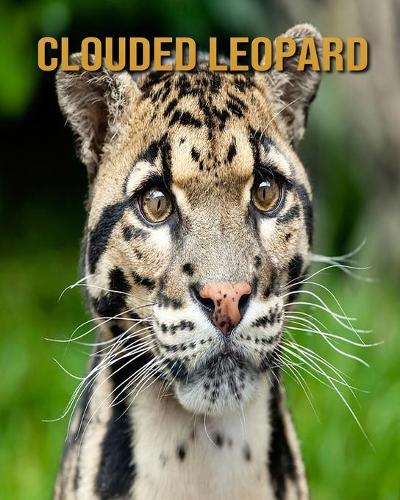 Clouded Leopard