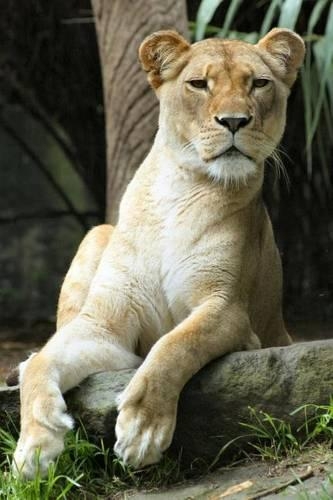 The Lioness Says, Are You Looking at Me? Journal