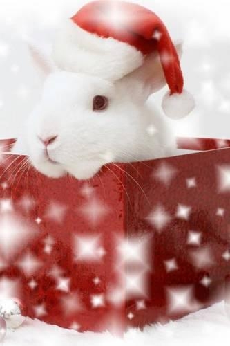 A Cute Bunny Sitting in a Christmas Gift Box: Blank 150 Page Lined Journal for Your Thoughts, Ideas, and Inspiration(English)