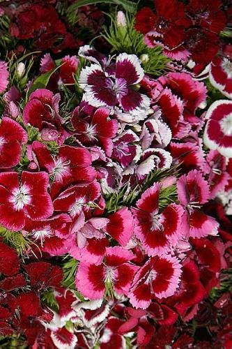 2019 Daily Planner Flowers Pretty Flower Garden 384 Pages: (2019 Planners Calendars Organizers Datebooks Appointment Books Agendas)