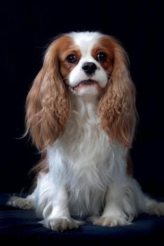 Cavalier King Charles Spaniel vol.3 Notebook & Journal. Productivity Work Planner & Idea Notepad