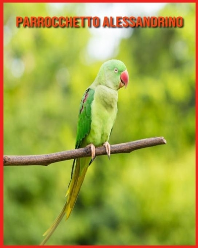 Parrocchetto Alessandrino: Fatti super divertenti e immagini incredibili