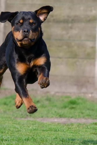 Rottweiler Sprinting in the Grass Journal