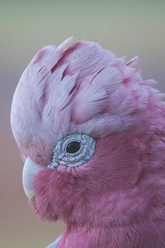 Rosakakadu: Notizbuch / Tagebuch Kakadu - DIN A5 120 Seiten punktiert / Punkteraster - Vogel Geschenk Papagei