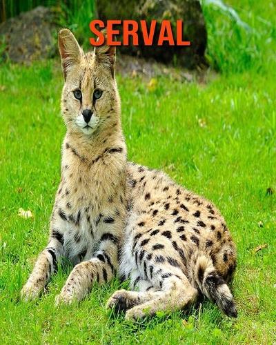 Serval: Fun Facts & Cool Pictures