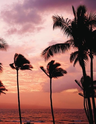 Daily Planner Journal: 365 + Days Bullet Journaling Blank Notebook with sections for date, time, notes, lists & doodles! 8.5 x 11 size, 380 pages + Calendars Palm Tree Sun