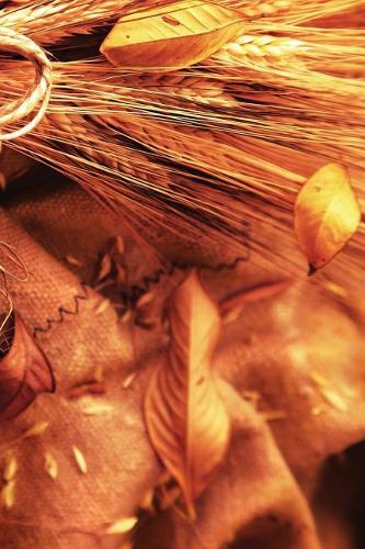 Autumn Harvest Wheat 2 Notebook: (23 Autumn Awe 150 Lined)