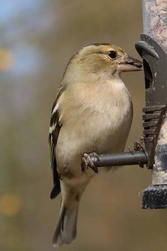 Chaffinch Perched on a Bird Feeder: Blank 150 Page Lined Journal for Your Thoughts, Ideas, and Inspiration(English)