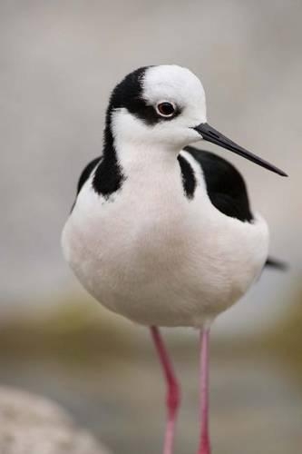 The Stilt Bird Journal