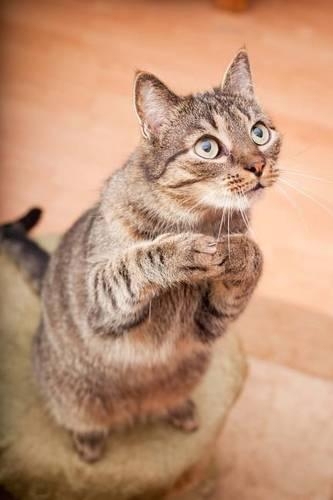 Oh So Cute Tabby Cat Asking for a Treat Pet Journal