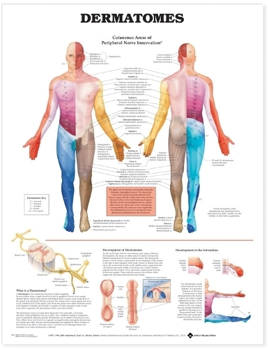 Dermatomes Anatomical Chart: (laminated)(English)