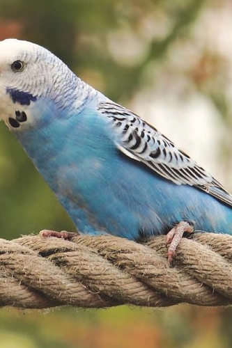 Budgerigars Notebook