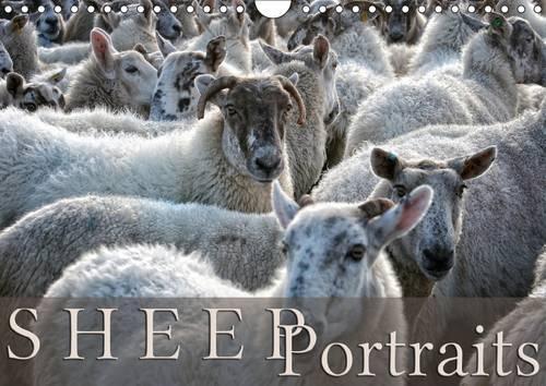 Sheep Portraits 2016: Discover 12 beautiful portraits of sheep in the countryside(Calvendo Animals)