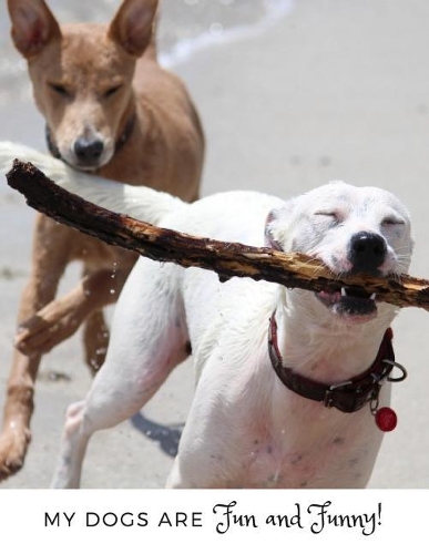 My Dogs Are Fun and Funny!