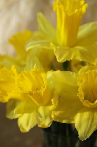 Brilliant Yellow Narcissus Flowers Blooming Journal