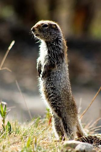 Arctic Ground Squirrel Standing Up Journal