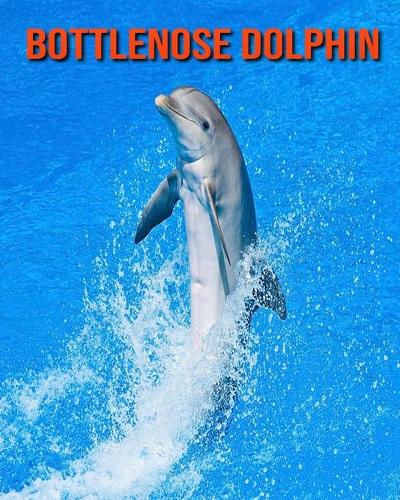 Bottlenose Dolphin