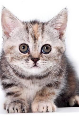 Cutest Kittens June Notebook & Journal. Productivity Work Planner & Idea Notepad