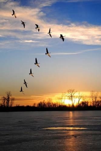 Canadian Geese Flying in V Formation Journal