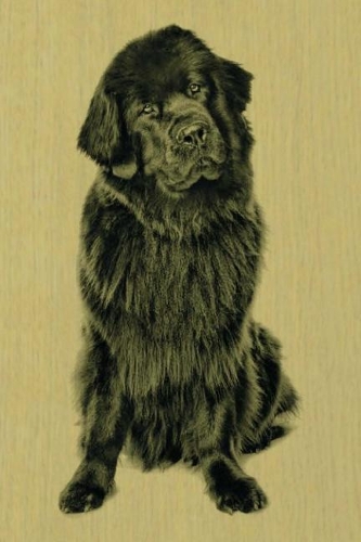 Newfoundland