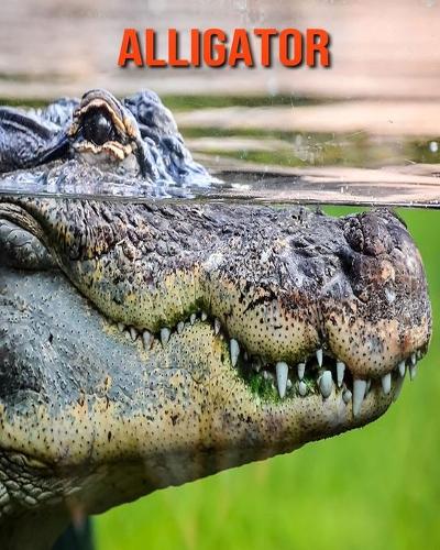 Alligator