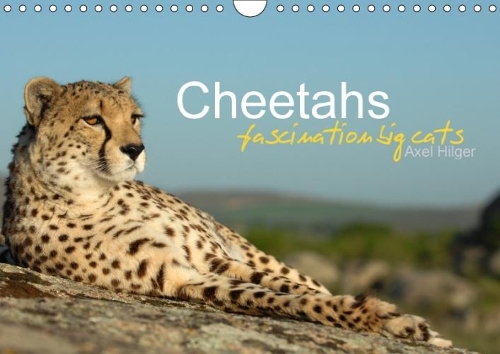 Cheetahs Fascinating Big Cats 2018: Cheetahs are Amongst the Most Fascinating Wild Cats, but Unfortunately the Fast Hunters are Threatened of Extinction.(Calvendo Animals)