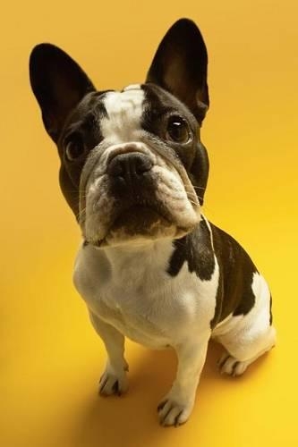 The French Bulldog Dog Journal