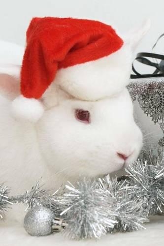 A Cute White Bunny Dressed Up for Christmas