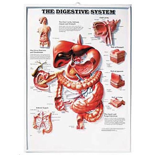The Digestive System