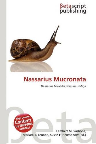 Nassarius Mucronata: (English)