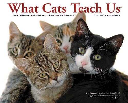 What Cats Teach Us Wall Calendar