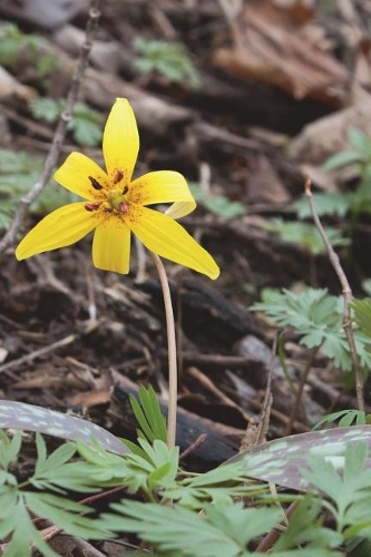 Wild Erythronium Americanum Yellow Trout Lily Journal