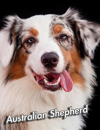 Australian Shepherd