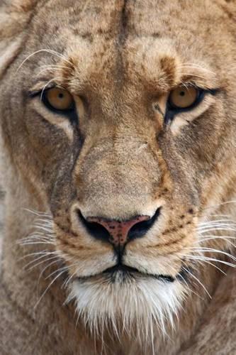 Lioness Close Up Journal