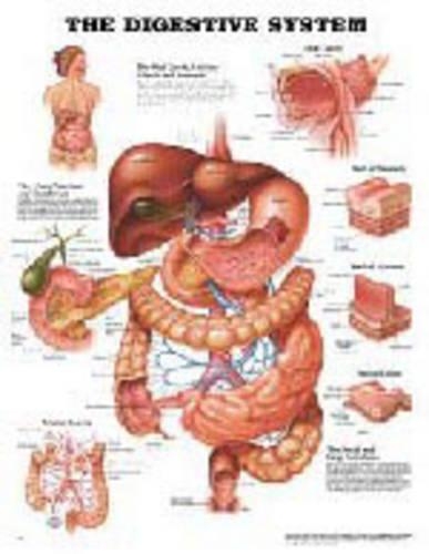The Digestive System