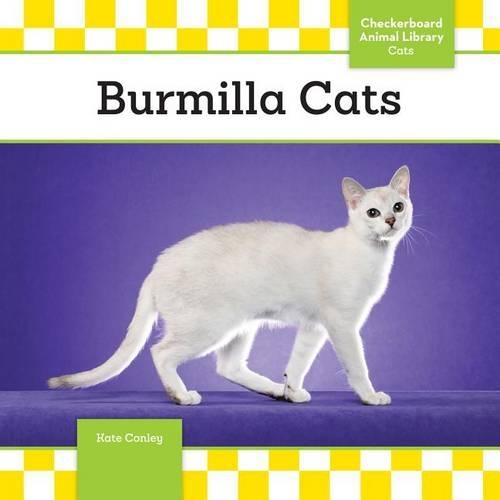 Burmilla Cats: (Cats)