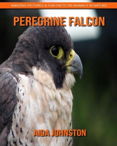 Peregrine Falcon